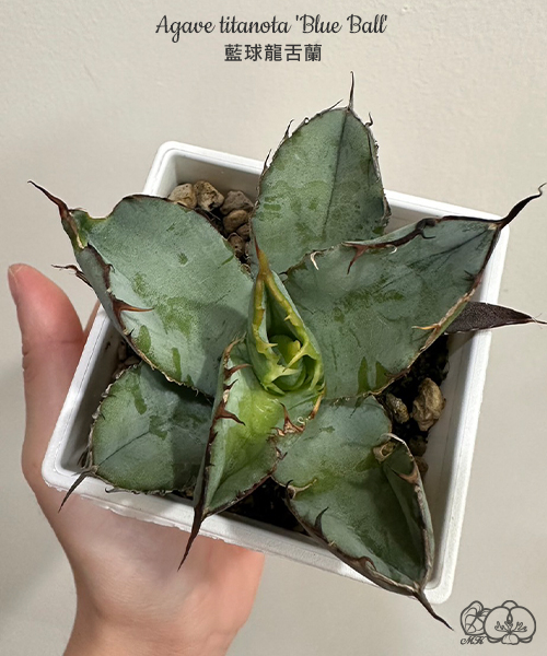 美琪園藝Miki Orchid - 批發專區
